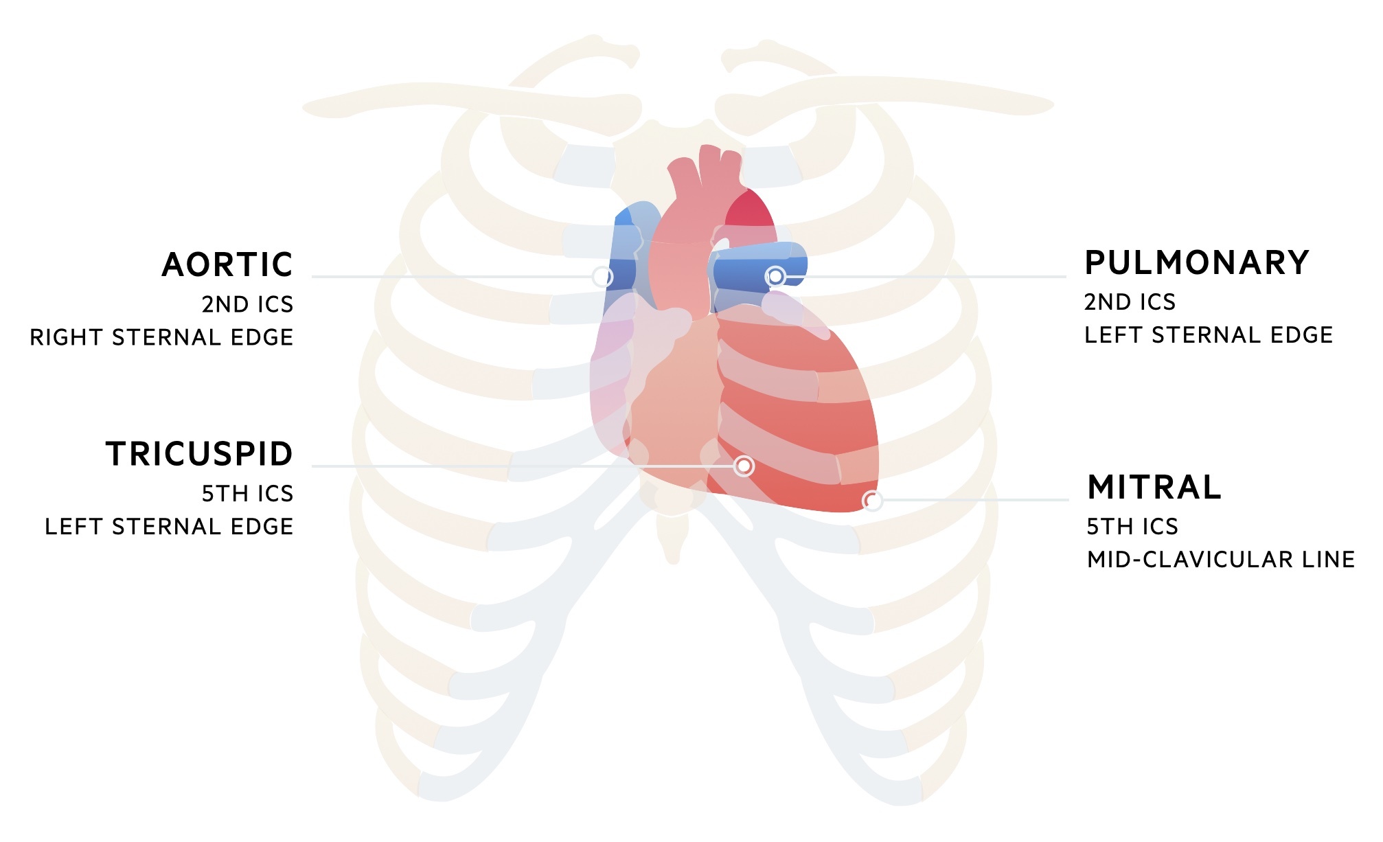 How To Examine The Heart And Cardiovascular System Cvs Health Service Navigator